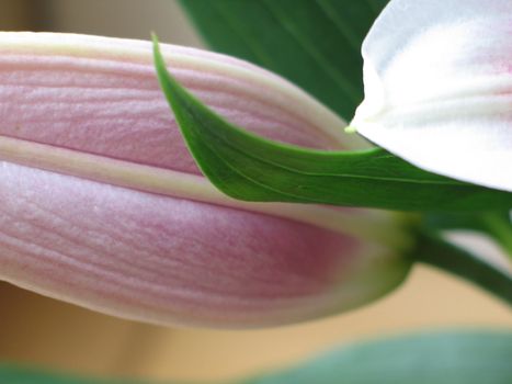 pink flower close-up