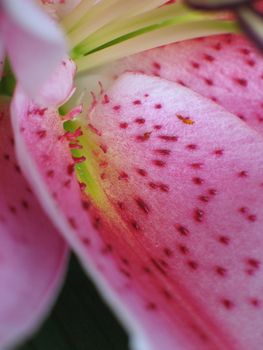 pink flower close-up