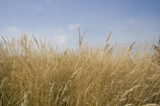 field of hay in Poland