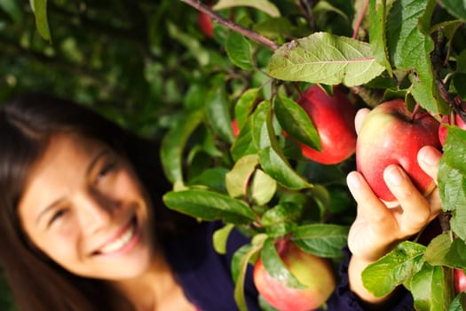 Autumn woman picking apple from tree. Shallow depth of field, focus on the apple.