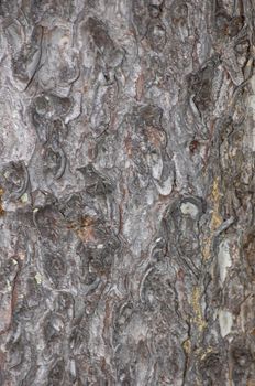 The connatural texture representing a cortex of a coniferous tree