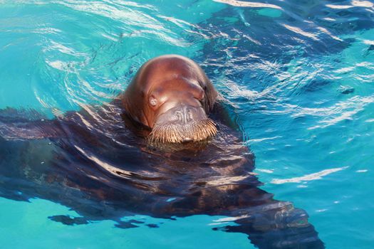 walrus aquatic animal in clear blue water