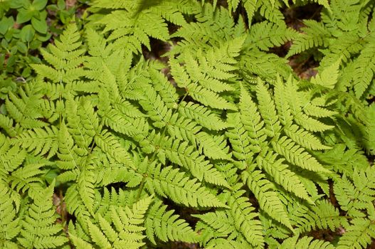 The texture representing green leaves of a fern