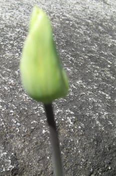 green tulip and rock