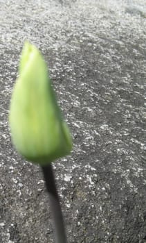 green tulip and rock
