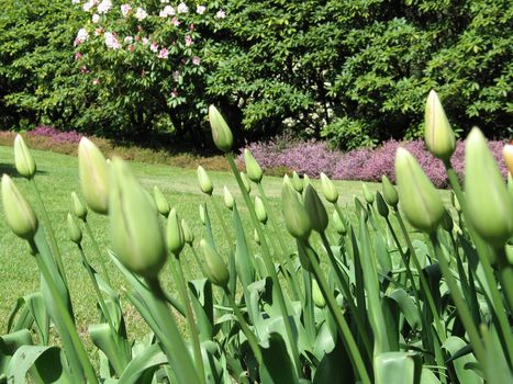 green tulips garden