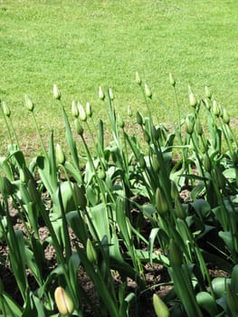 green tulips garden