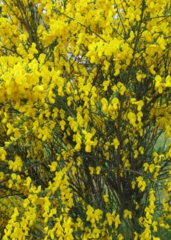 small yellow flowers