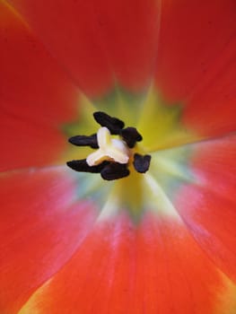 orange and yellow tulip close-up