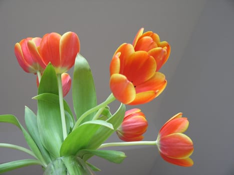 orange and yellow tulips