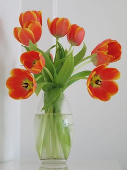 orange and yellow tulips