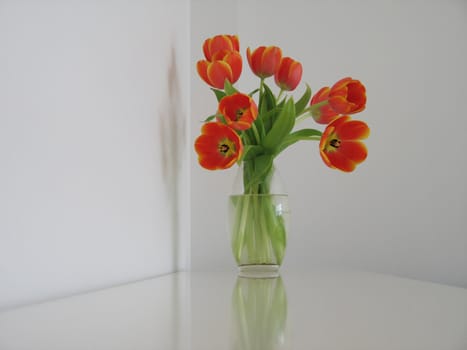 orange and yellow tulips