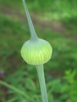 small flower bud close-up