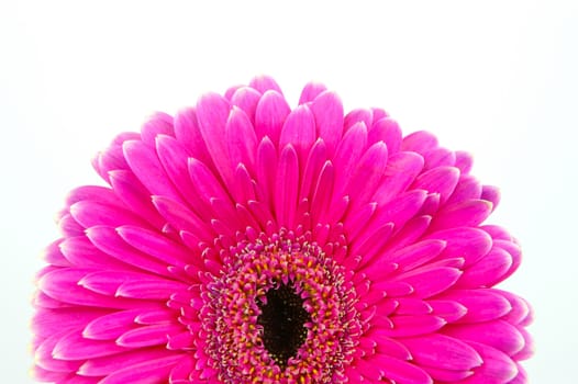 A pink gerbera isolated against a white background