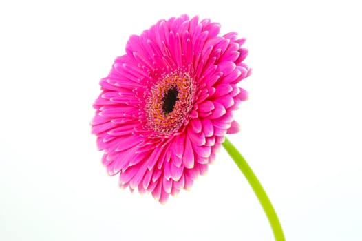 A pink gerbera isolated against a white background