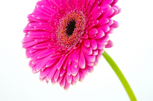 A pink gerbera isolated against a white background