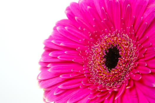 A pink gerbera isolated against a white background