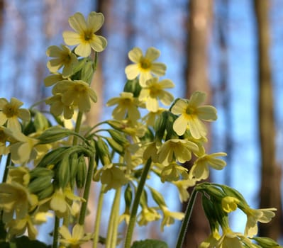 Cowslip, Primula veris