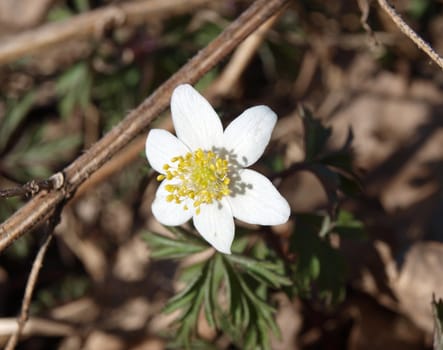 anemone, Anemone decapetala, the messenger of spring