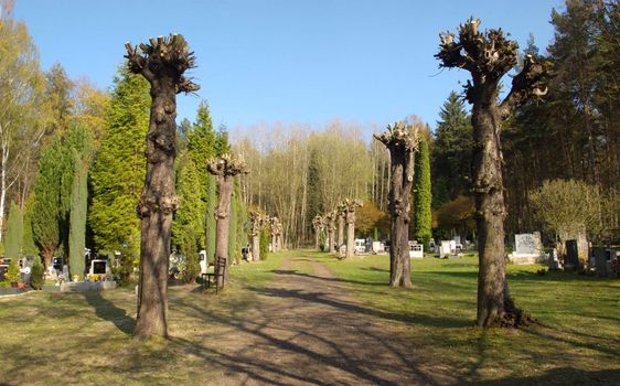 radical trimming of trees in cemetery, Decin, Czech republic