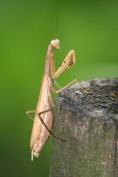 Juvenile Mantis religiosa, praying mantis on a stick

