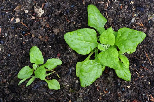 Macro shot of two seedlings in a vegetable garden in the early morning, still covered with dew, taken from directly above.