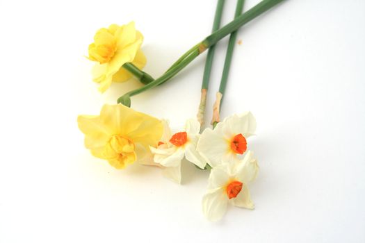 beautiful flowers over white background