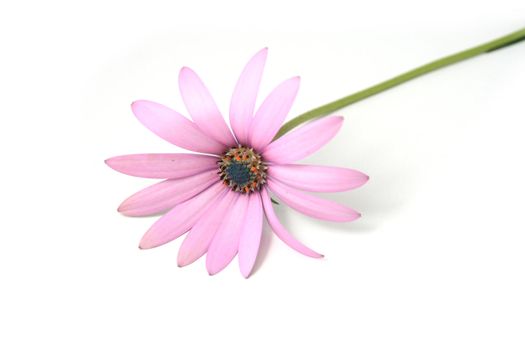beautiful flowers over white background