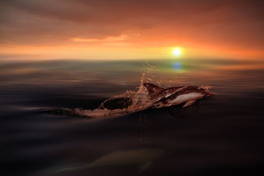 Dolphin in the blue ocean