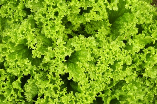 Macro photograph of lettuce, growing in a vegetable garden. Natural abstract, suitable as a background.
