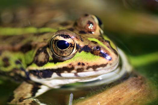 Green frog in the nature