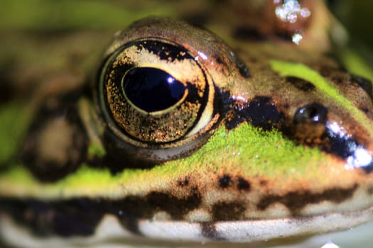 Green frog in the nature