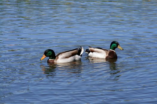 ducks swans and gooses in the nature