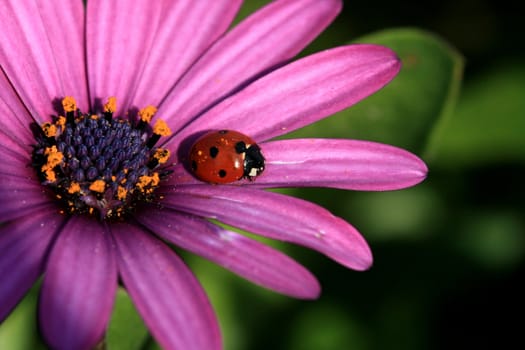 ladybug in nature macro shoot