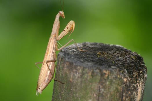 Juvenile Mantis religiosa, praying mantis on a stick

