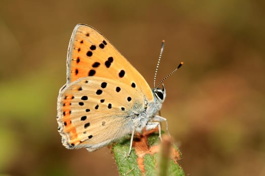 beautiful butterfly
