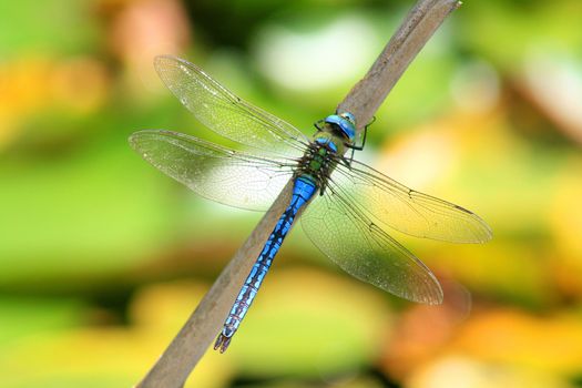 Anax imperator dragonfly in a stick