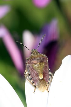 bug in a flower in the nature