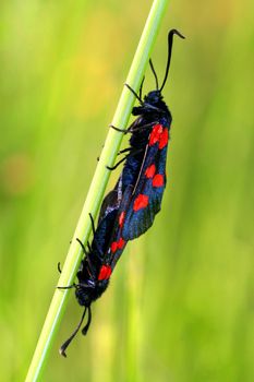 beautiful butterfly