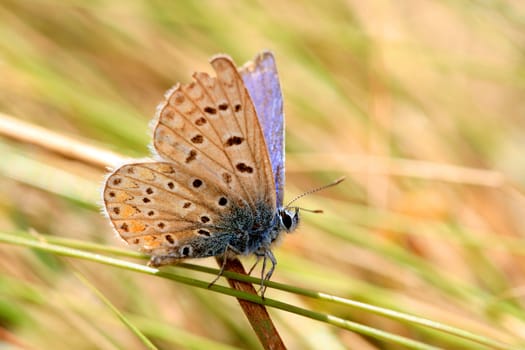 beautiful butterfly