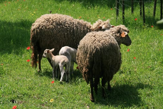 sheeps and lambs in the country field