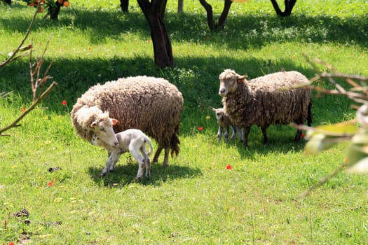 sheeps and lambs in the country field