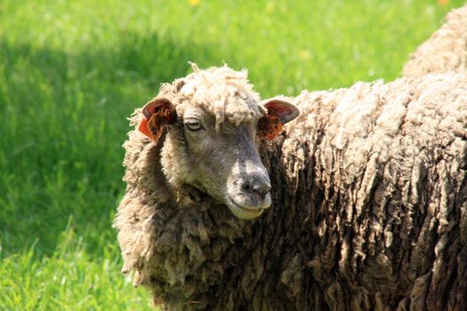 sheeps and lambs in the country field