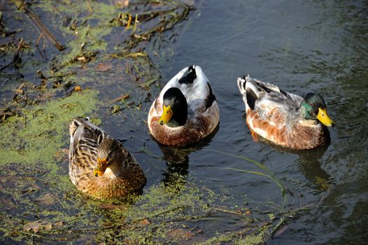 three staring colorful ducks in nature water