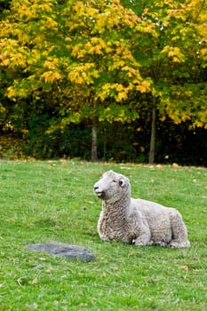 portrait of a Romney Sheep