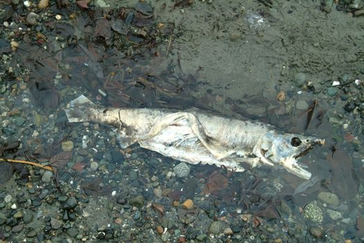 dead, spawned, salmon