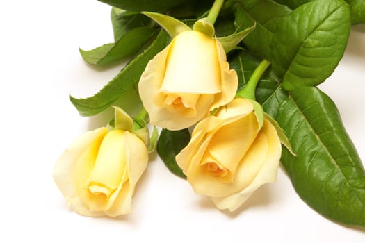 Beautiful pale yellowish rose isolated on white