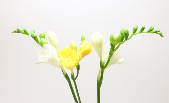 Beautiful freesia flowers over white background