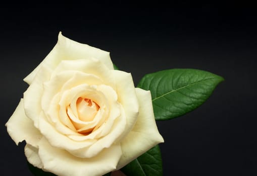 Beautiful fresh rose flower over black background