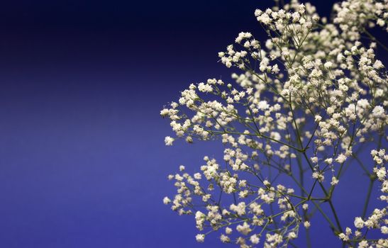 Beautiful decorative branch with white flowers over dark blue background